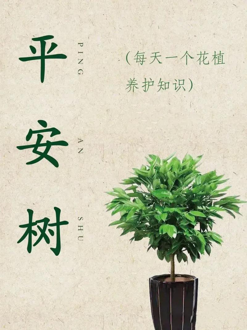 平安树换盆后多久施肥？平安树换盆后多久施肥好？-第4张图片-优品飞百科