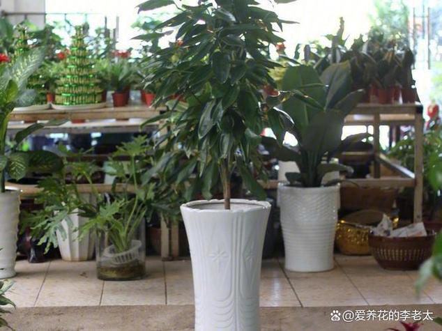 平安树换盆后多久施肥？平安树换盆后多久施肥好？-第7张图片-优品飞百科