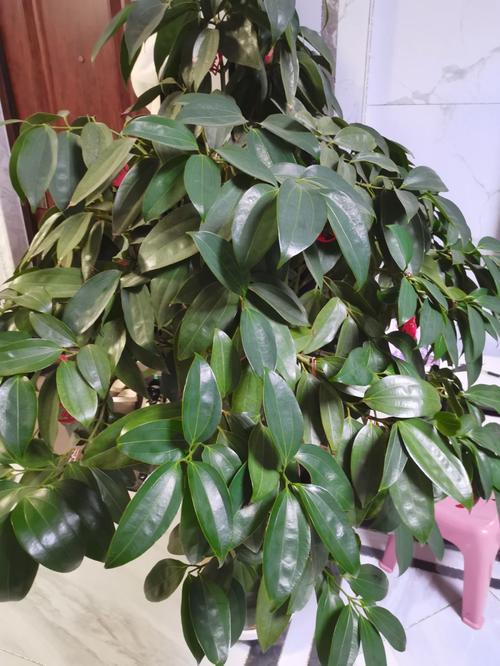 平安树换盆后多久施肥？平安树换盆后多久施肥好？-第8张图片-优品飞百科