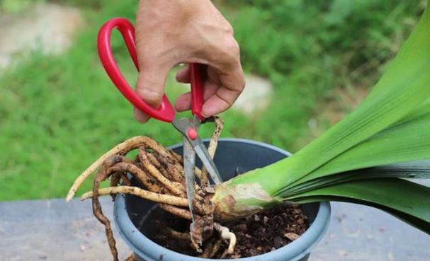 君子兰的根太多怎么办，君子兰根太长的原因？-第1张图片-优品飞百科