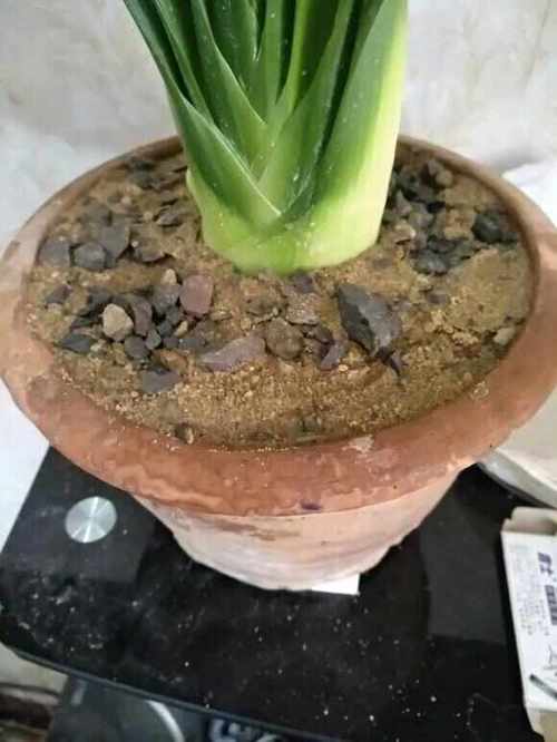 君子兰的根太多怎么办，君子兰根太长的原因？-第2张图片-优品飞百科