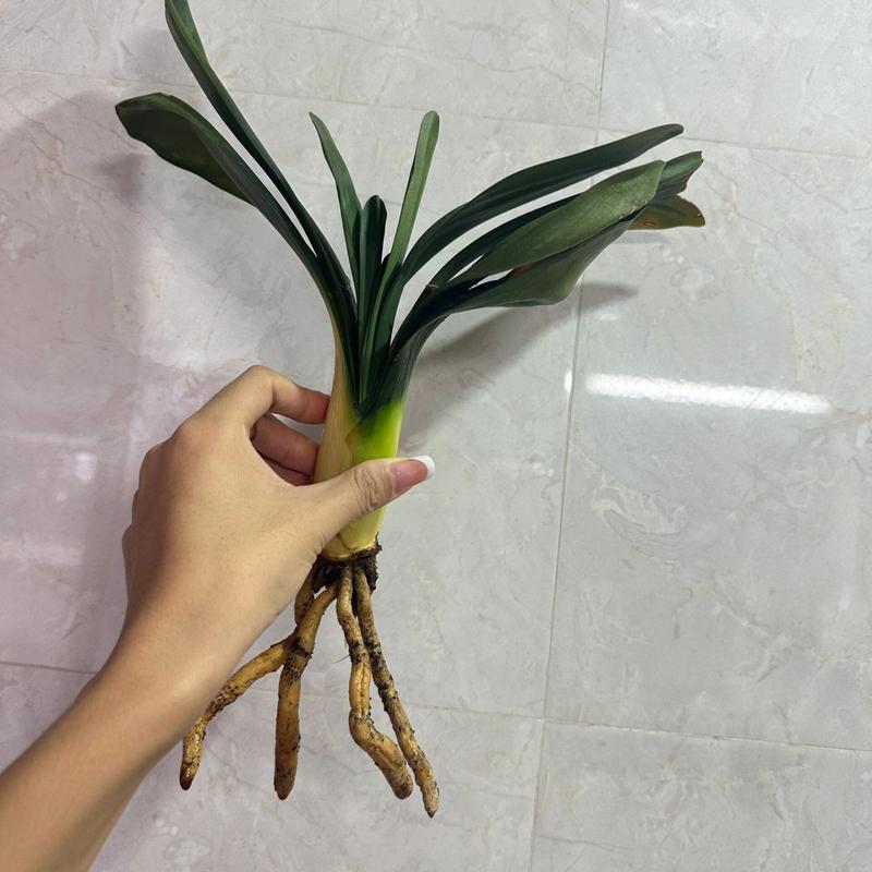 君子兰的根太多怎么办，君子兰根太长的原因？-第3张图片-优品飞百科