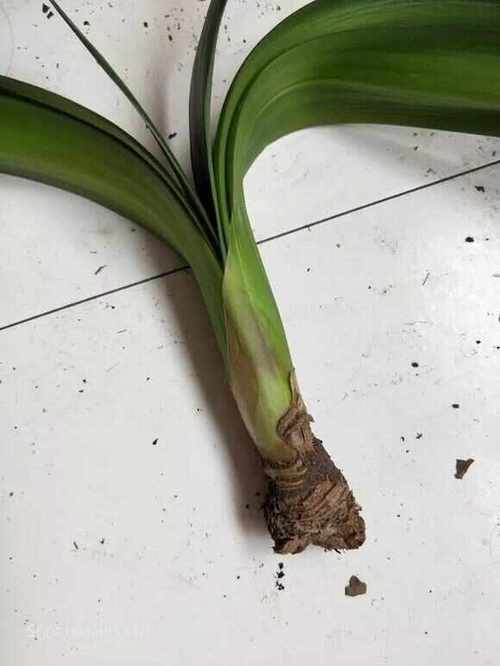 君子兰的根太多怎么办，君子兰根太长的原因？-第4张图片-优品飞百科