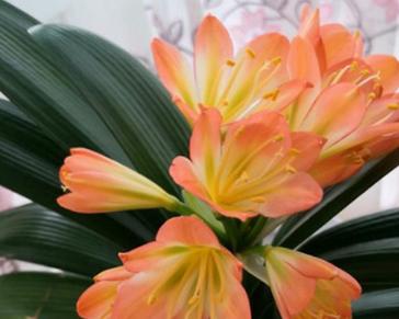 君子兰的根太多怎么办，君子兰根太长的原因？-第5张图片-优品飞百科