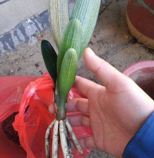 君子兰的根太多怎么办，君子兰根太长的原因？-第6张图片-优品飞百科