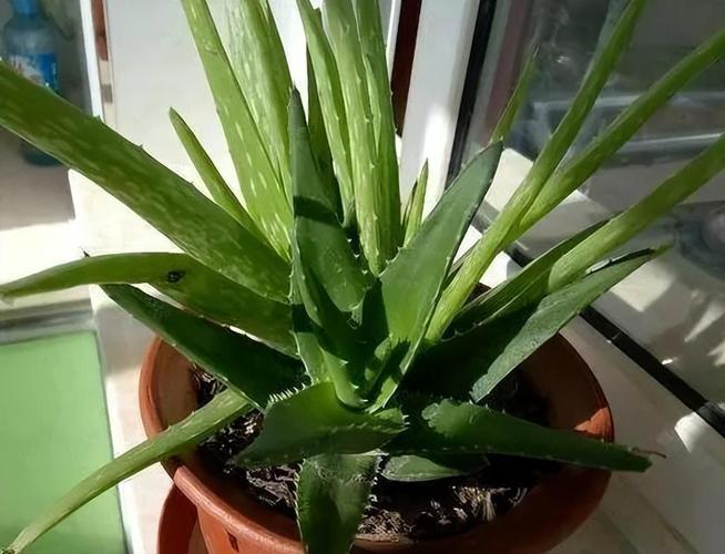 芦荟如何实现爆盆，芦荟如何实现爆盆视频-第1张图片-优品飞百科