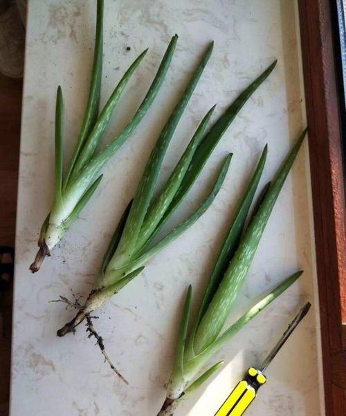 芦荟如何实现爆盆，芦荟如何实现爆盆视频-第2张图片-优品飞百科