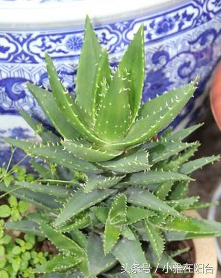 芦荟如何实现爆盆，芦荟如何实现爆盆视频-第3张图片-优品飞百科