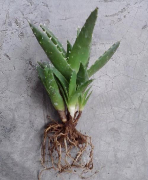 芦荟如何实现爆盆，芦荟如何实现爆盆视频-第4张图片-优品飞百科