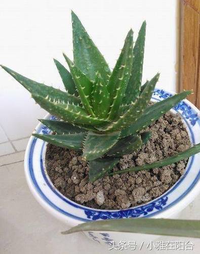 芦荟如何实现爆盆，芦荟如何实现爆盆视频-第5张图片-优品飞百科