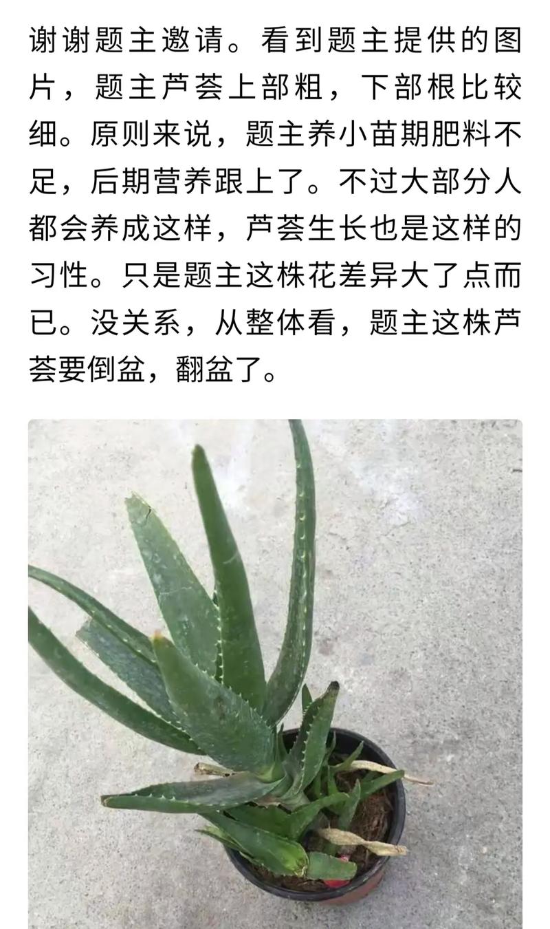 芦荟如何实现爆盆，芦荟如何实现爆盆视频-第7张图片-优品飞百科