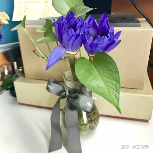 春天如何养蓝石莲，春天如何养蓝石莲花盆栽？-第4张图片-优品飞百科