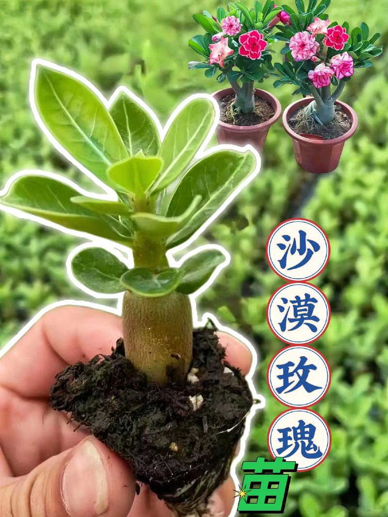 沙漠玫瑰的繁殖方法，沙漠玫瑰的繁殖方法和注意事项？-第1张图片-优品飞百科
