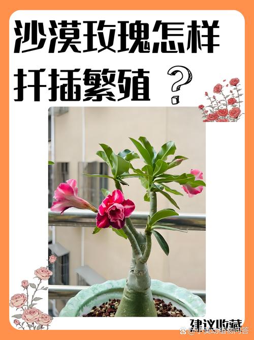 沙漠玫瑰的繁殖方法，沙漠玫瑰的繁殖方法和注意事项？-第2张图片-优品飞百科