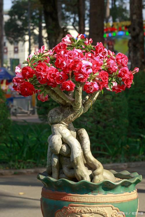 沙漠玫瑰的繁殖方法，沙漠玫瑰的繁殖方法和注意事项？-第3张图片-优品飞百科