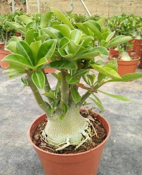 沙漠玫瑰的繁殖方法，沙漠玫瑰的繁殖方法和注意事项？-第4张图片-优品飞百科