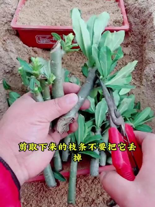 沙漠玫瑰的繁殖方法，沙漠玫瑰的繁殖方法和注意事项？-第5张图片-优品飞百科