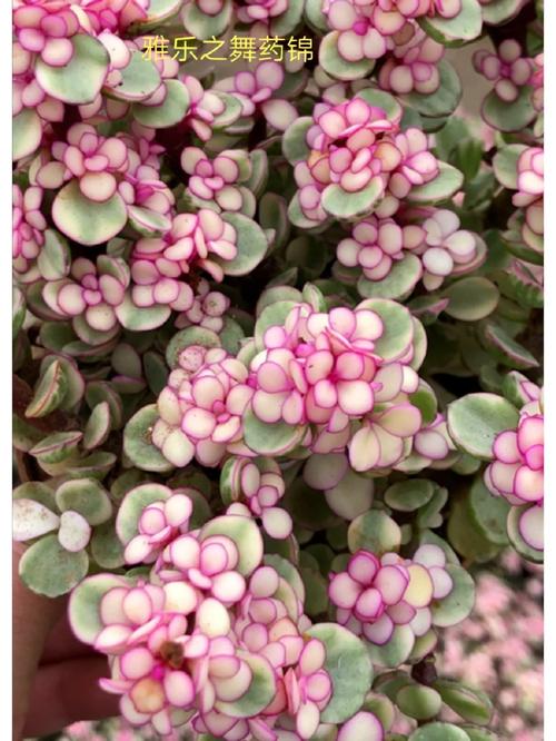 多肉植物雅乐之舞怎么养殖？多肉植物雅乐之舞怎么养殖方法？-第1张图片-优品飞百科