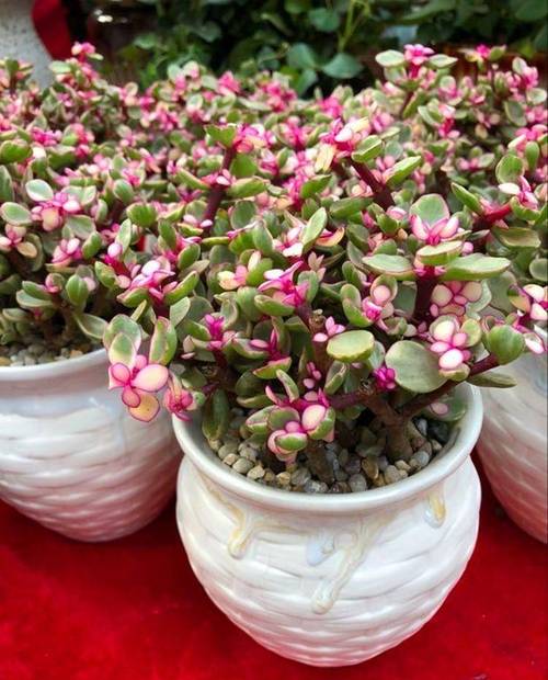 多肉植物雅乐之舞怎么养殖？多肉植物雅乐之舞怎么养殖方法？-第2张图片-优品飞百科