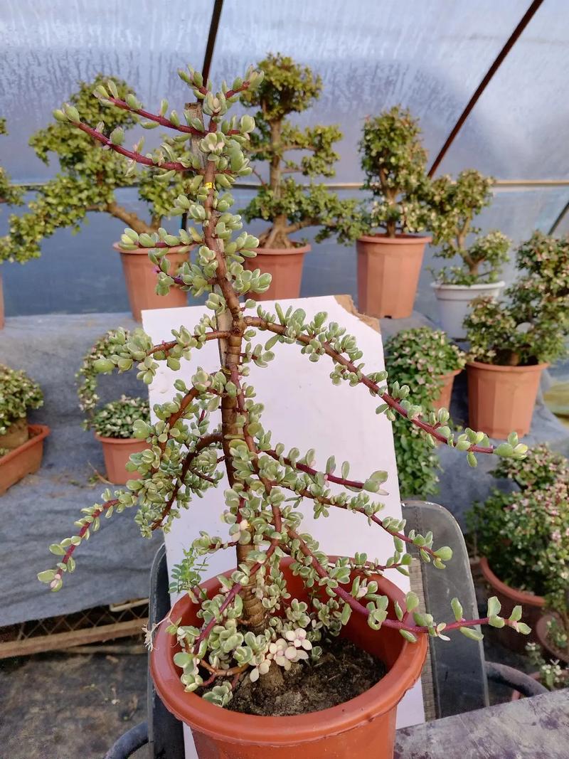 多肉植物雅乐之舞怎么养殖？多肉植物雅乐之舞怎么养殖方法？-第3张图片-优品飞百科