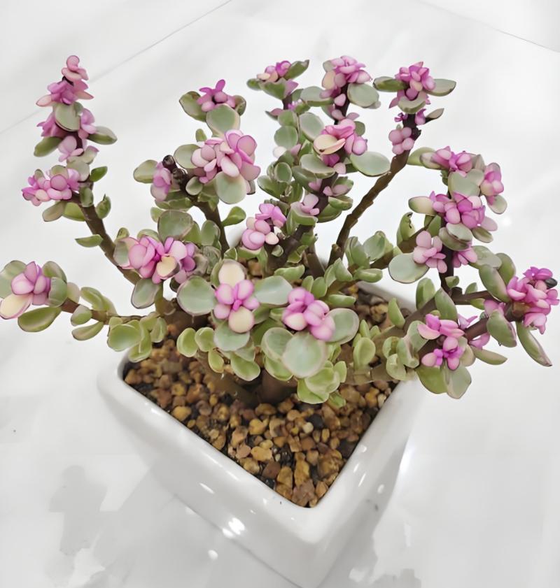 多肉植物雅乐之舞怎么养殖？多肉植物雅乐之舞怎么养殖方法？-第4张图片-优品飞百科