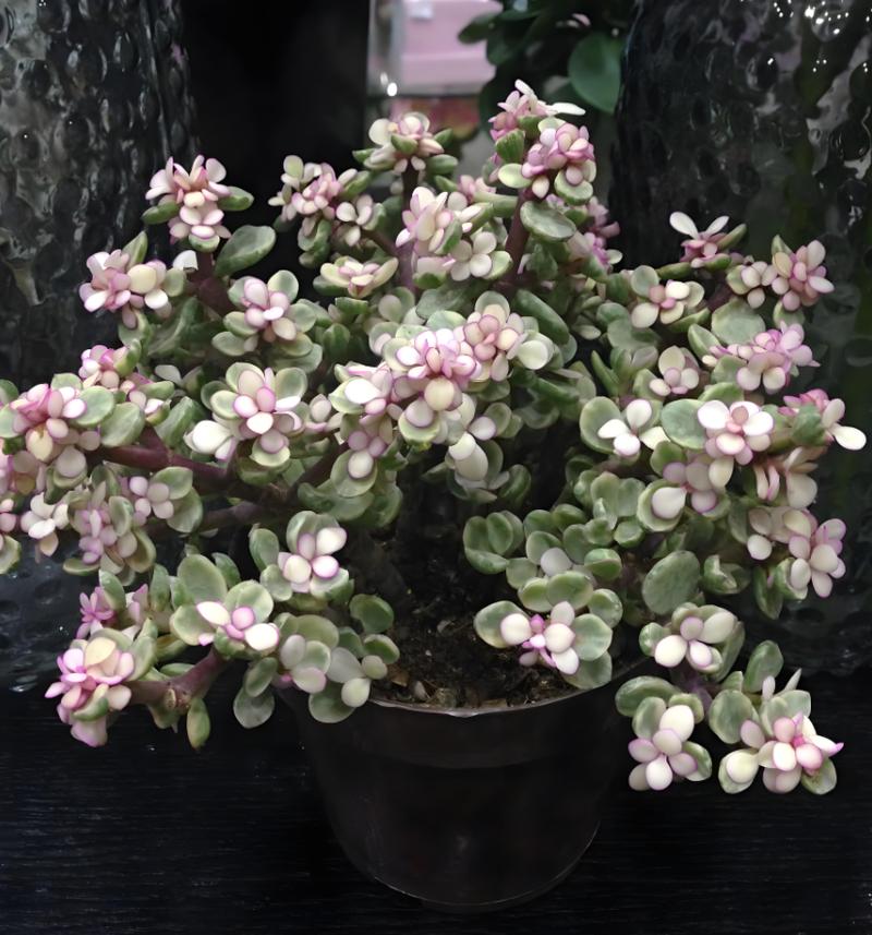 多肉植物雅乐之舞怎么养殖？多肉植物雅乐之舞怎么养殖方法？-第5张图片-优品飞百科