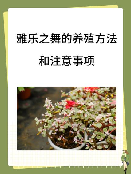 多肉植物雅乐之舞怎么养殖？多肉植物雅乐之舞怎么养殖方法？-第6张图片-优品飞百科