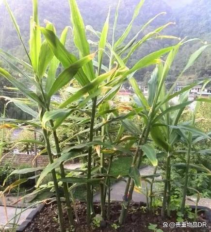 种姜的季节是几月份，山东种姜的季节是几月份？-第1张图片-优品飞百科