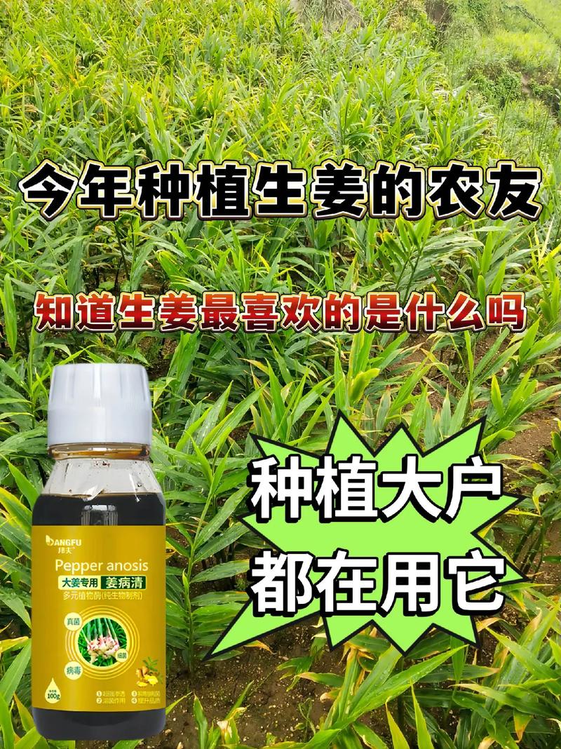 种姜的季节是几月份，山东种姜的季节是几月份？-第2张图片-优品飞百科