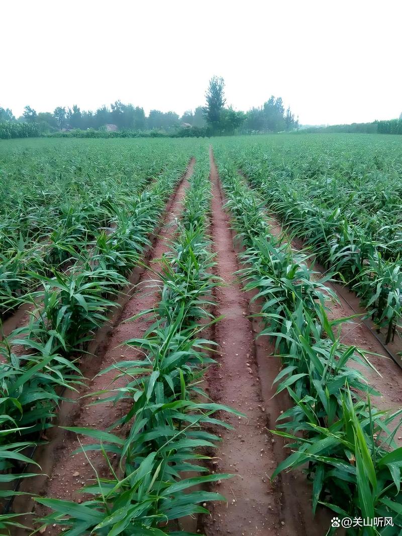 种姜的季节是几月份，山东种姜的季节是几月份？-第3张图片-优品飞百科