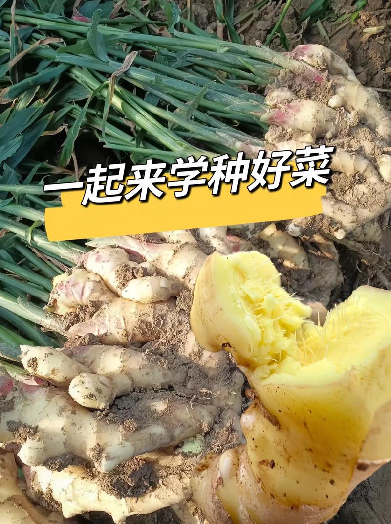种姜的季节是几月份，山东种姜的季节是几月份？-第4张图片-优品飞百科