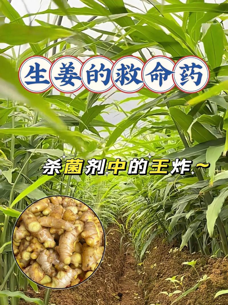 种姜的季节是几月份，山东种姜的季节是几月份？-第5张图片-优品飞百科