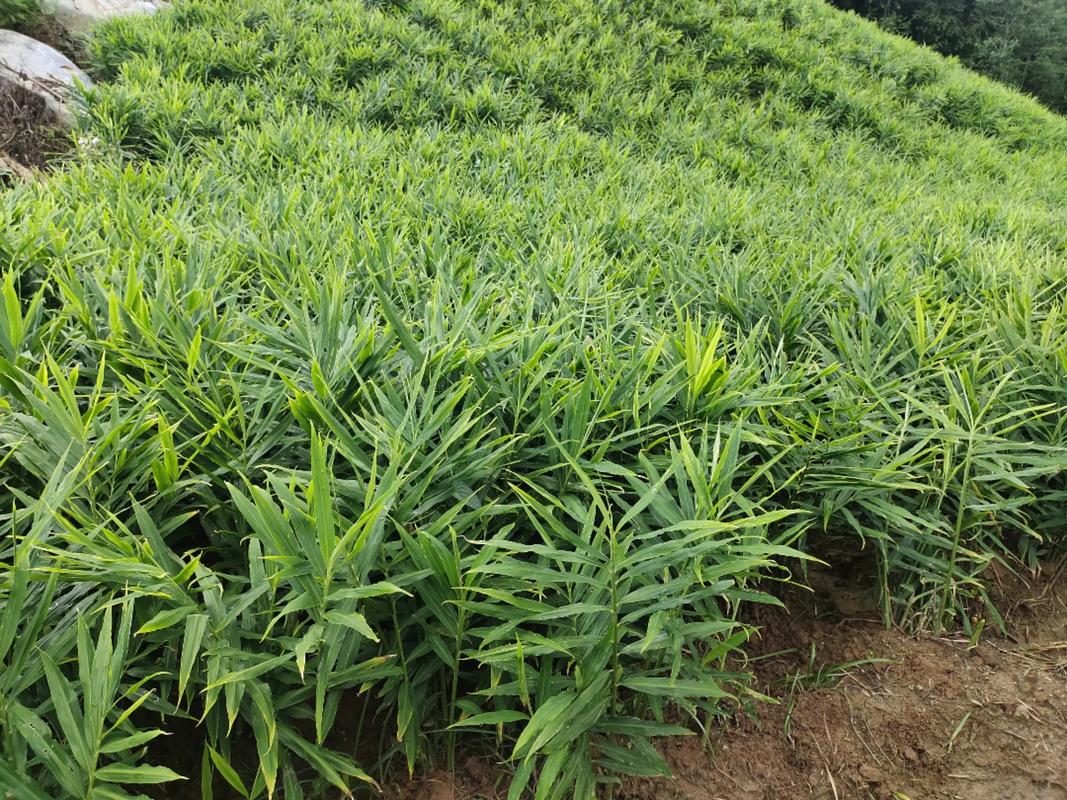 种姜的季节是几月份，山东种姜的季节是几月份？-第7张图片-优品飞百科