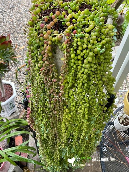 佛珠花的养殖方法？佛珠花的作用？-第3张图片-优品飞百科