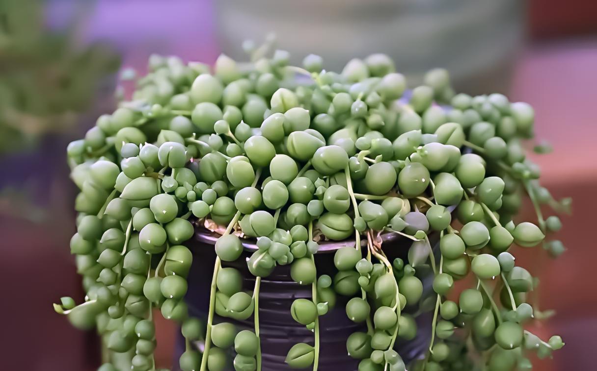 佛珠花的养殖方法？佛珠花的作用？-第4张图片-优品飞百科