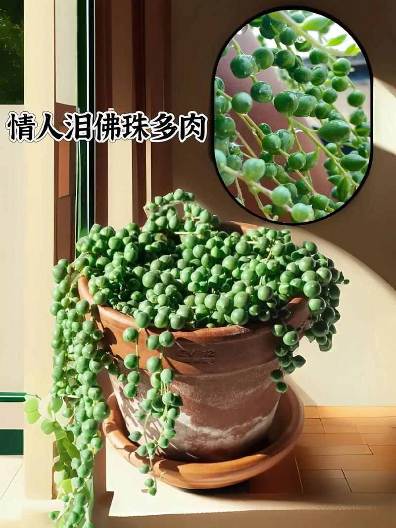 佛珠花的养殖方法？佛珠花的作用？-第5张图片-优品飞百科