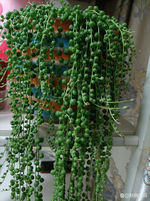 佛珠花的养殖方法？佛珠花的作用？-第7张图片-优品飞百科