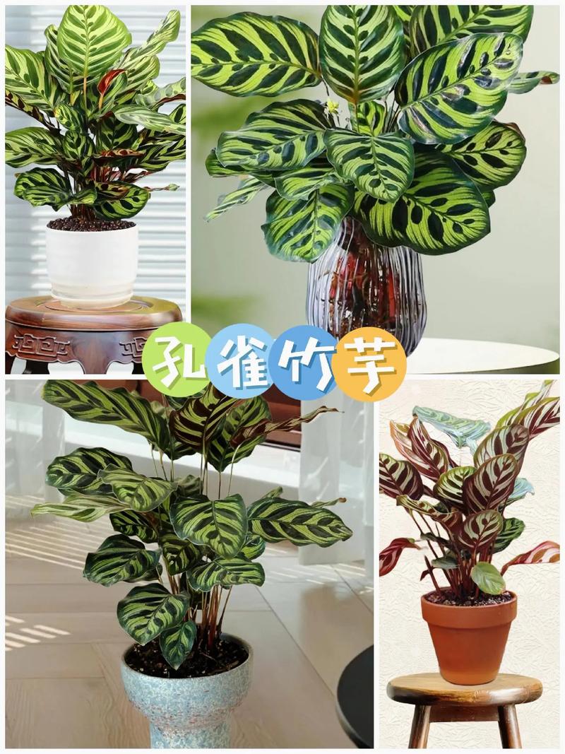 竹芋怎么养长的好，竹芋怎么快速生长
