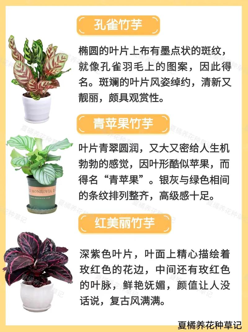 竹芋怎么养长的好，竹芋怎么快速生长-第2张图片-优品飞百科