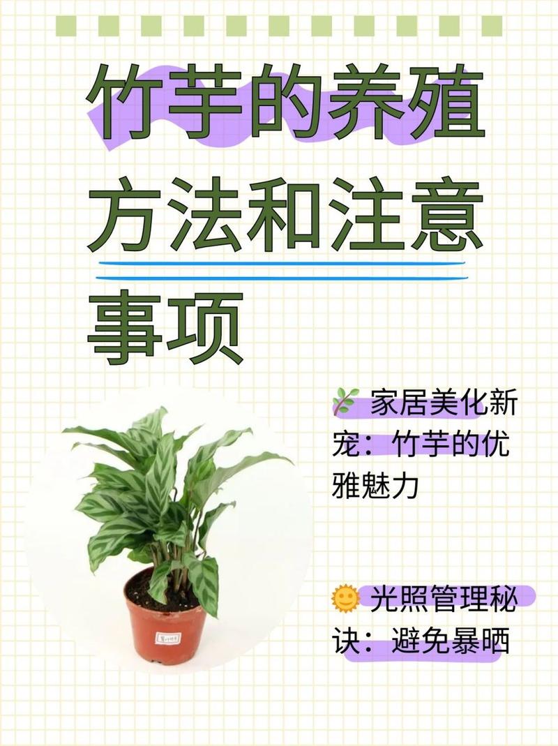 竹芋怎么养长的好，竹芋怎么快速生长-第4张图片-优品飞百科