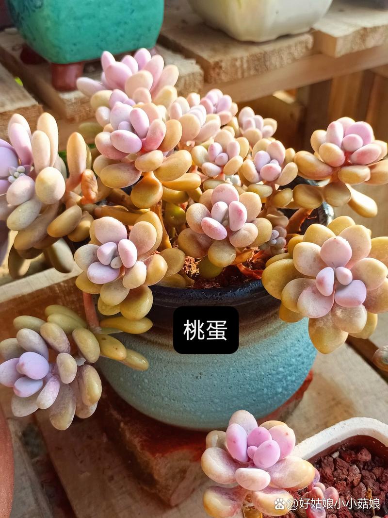 新买的桃之卵怎么养,桃之卵的养殖方法和注意事项?-第3张图片-优品飞百科 新买的桃之卵怎么养,桃之卵的养殖方法和注意事项?-第3张图片-优品飞百科