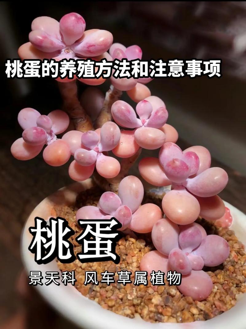 新买的桃之卵怎么养,桃之卵的养殖方法和注意事项?-第4张图片-优品飞百科 新买的桃之卵怎么养,桃之卵的养殖方法和注意事项?-第4张图片-优品飞百科