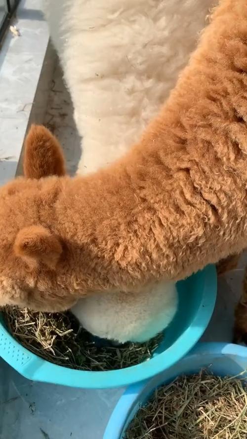 1把刀1个盆，一把刀柄？-第2张图片-优品飞百科