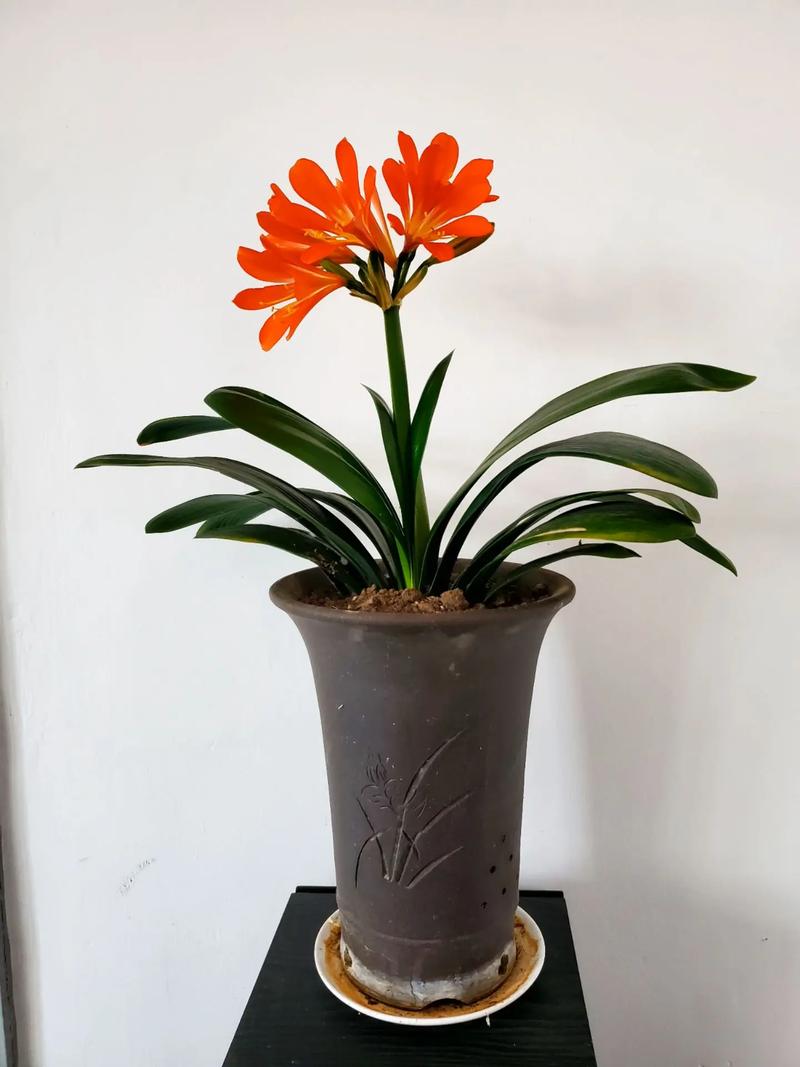 1把刀1个盆，一把刀柄？-第3张图片-优品飞百科