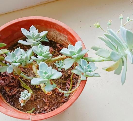 1把刀1个盆，一把刀柄？-第7张图片-优品飞百科