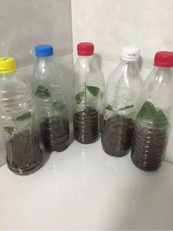 喝完的“矿泉水瓶”别扔？矿泉水瓶子喝完后可以装水喝吗？