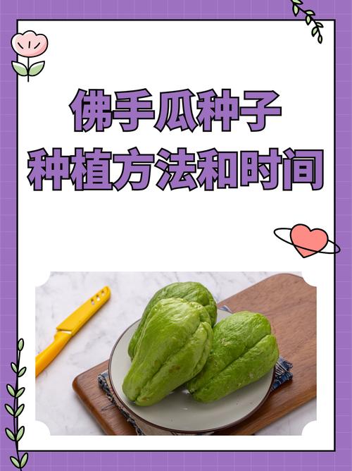 佛手瓜发芽了怎么种？佛手瓜发芽怎么种?？