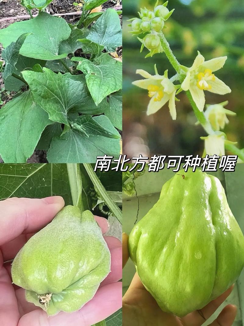佛手瓜发芽了怎么种？佛手瓜发芽怎么种?？-第2张图片-优品飞百科