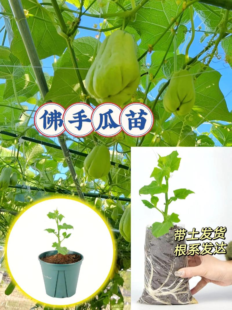 佛手瓜发芽了怎么种？佛手瓜发芽怎么种?？-第4张图片-优品飞百科