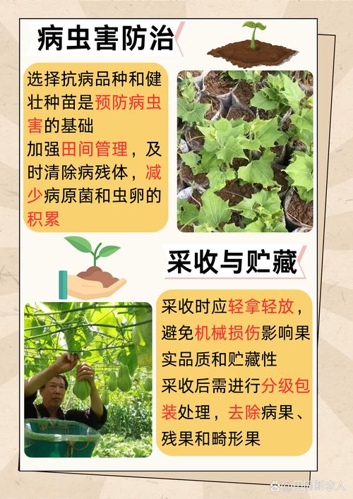 佛手瓜发芽了怎么种？佛手瓜发芽怎么种?？-第5张图片-优品飞百科